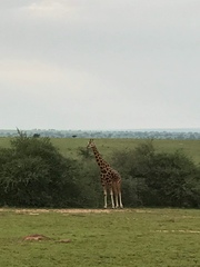 Giraffa camelopardalis rothschildi