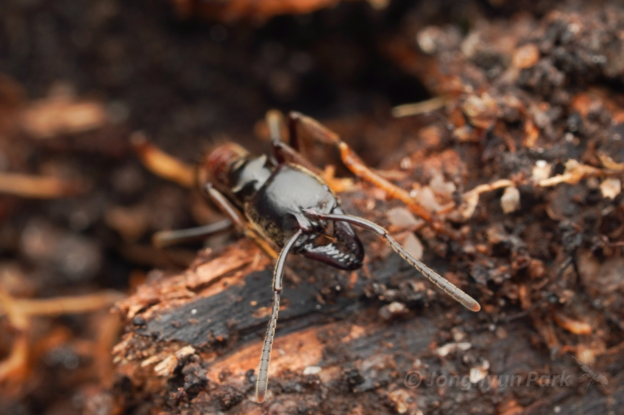 Pachycondyla procidua