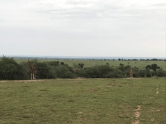 Giraffa camelopardalis rothschildi