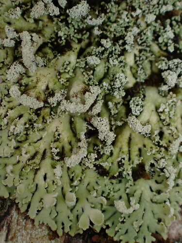 Heterodermia spathulifera
