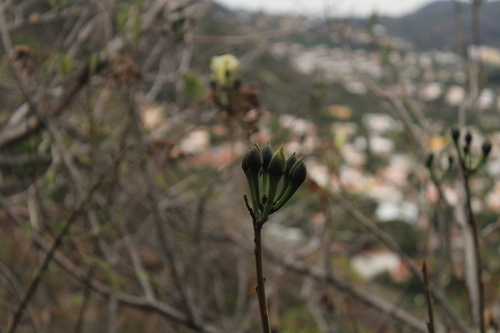 Image of Ipomoea intrapilosa by (c) Ricardo Betancourt Sánchez, some rights reserved (CC BY)