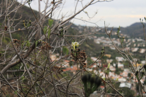 Image of Ipomoea intrapilosa by (c) Ricardo Betancourt Sánchez, some rights reserved (CC BY)