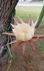 Night Blooming Cactus (Selenicereus)