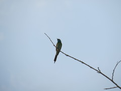 Merops cyanophrys