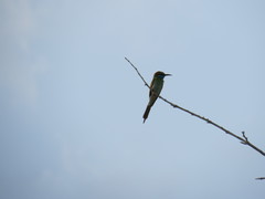 Merops cyanophrys