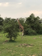 Giraffa camelopardalis rothschildi