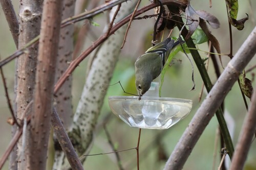 Ruby-crowned Kinglet photographed in Louisiana