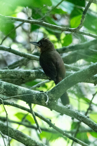 Santa Marta Foliage-gleaner (Clibanornis rufipectus), photo 5