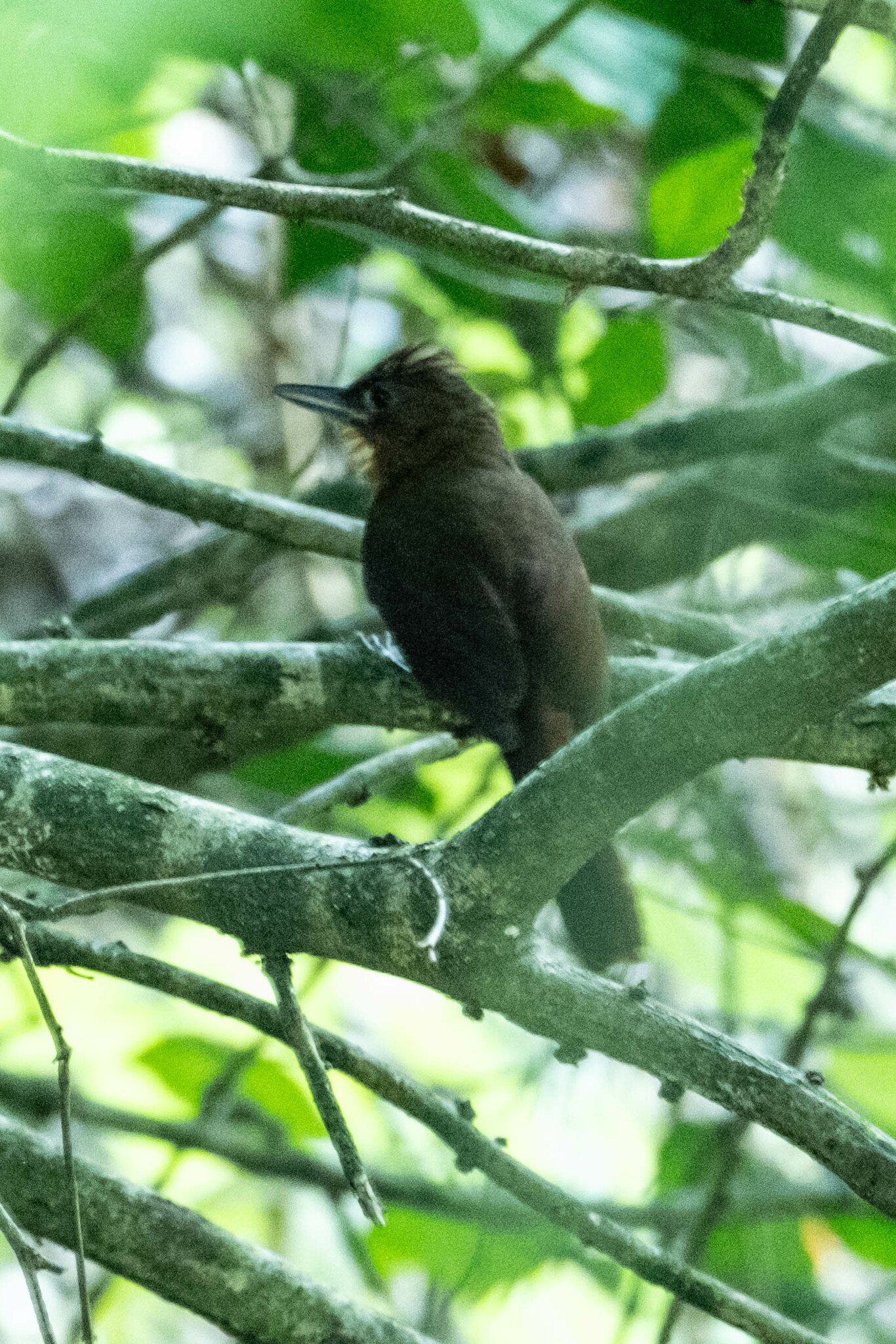 Santa Marta Foliage-gleaner (Clibanornis rufipectus), photo 3