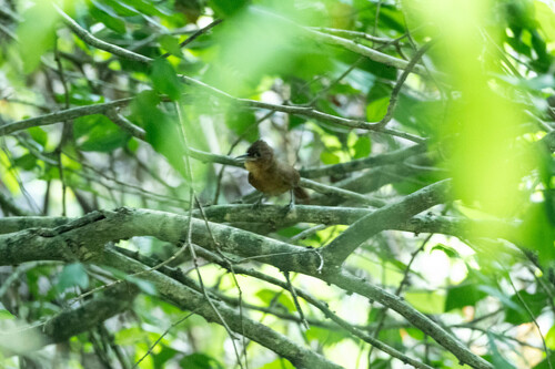 Santa Marta Foliage-gleaner (Clibanornis rufipectus), photo 5