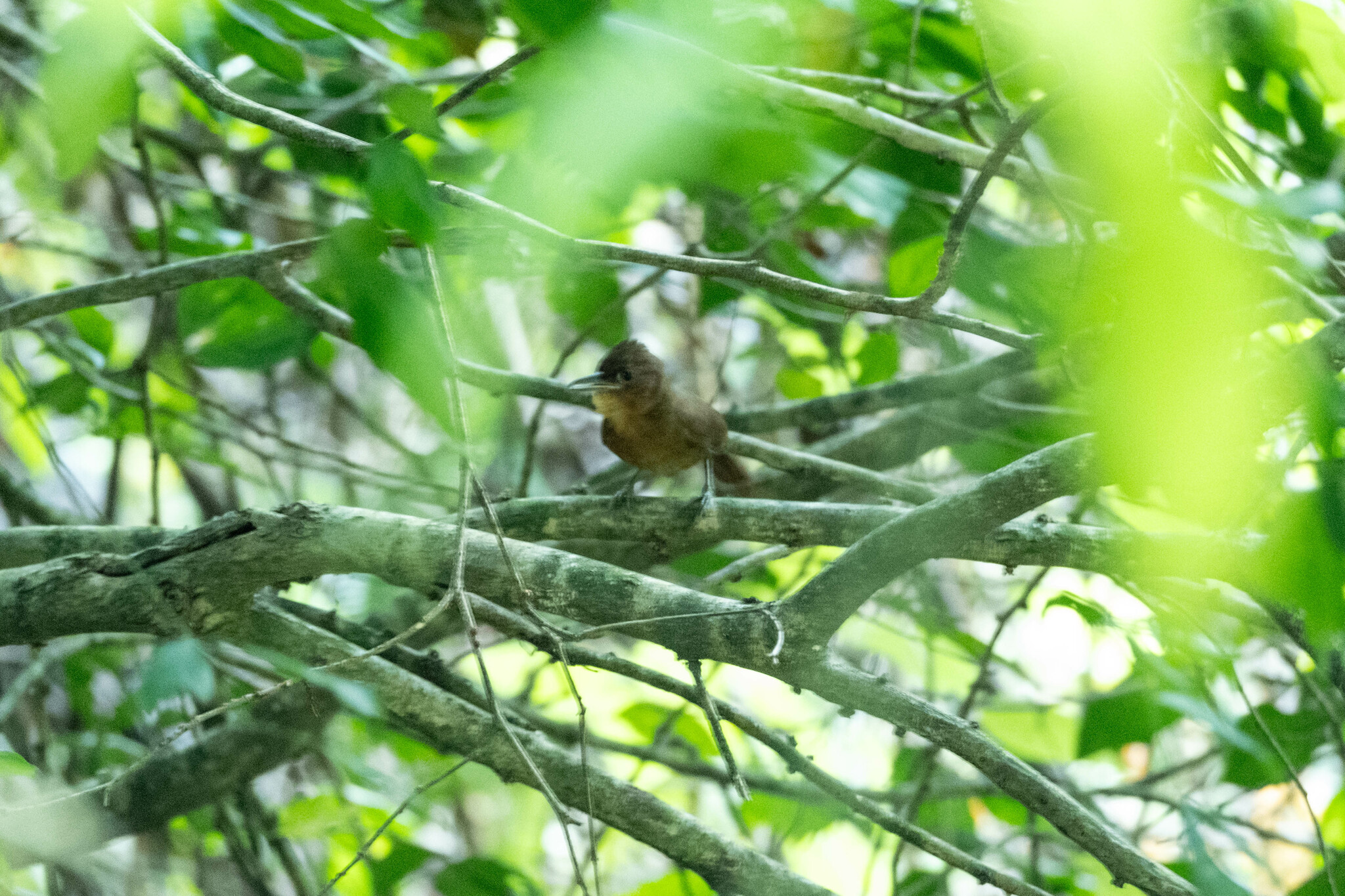 Santa Marta Foliage-gleaner (Clibanornis rufipectus), photo 4