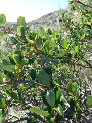Ceanothus megacarpus insularis