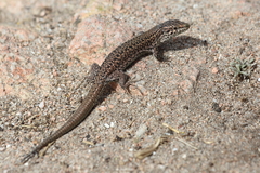 Podarcis carbonelli berlengensis