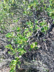 Ceanothus megacarpus insularis