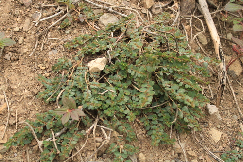 Image of Euphorbia mendezii by (c) Ricardo Betancourt Sánchez, some rights reserved (CC BY)