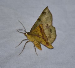 Erastria decrepitaria