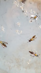 Polybia occidentalis bohemani