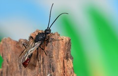 Plectroctena mandibularis