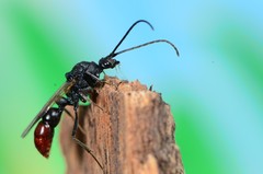 Plectroctena mandibularis