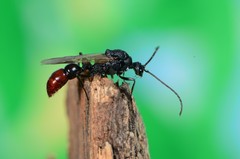 Plectroctena mandibularis