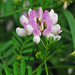 Crown Vetch - Photo (c) Jerry Oldenettel, some rights reserved (CC BY-NC-SA)