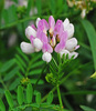 Purple Crownvetch - Photo (c) Jerry Oldenettel, some rights reserved (CC BY-NC-SA)