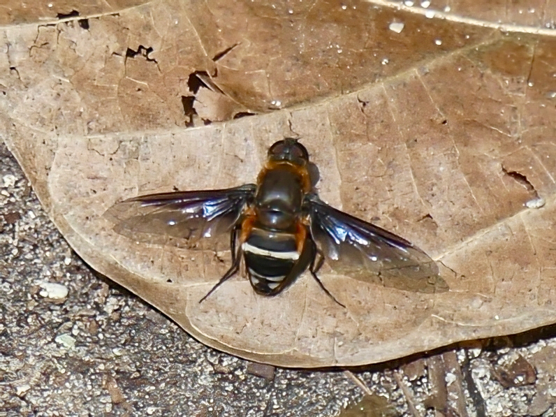 Ligyra flaviventris