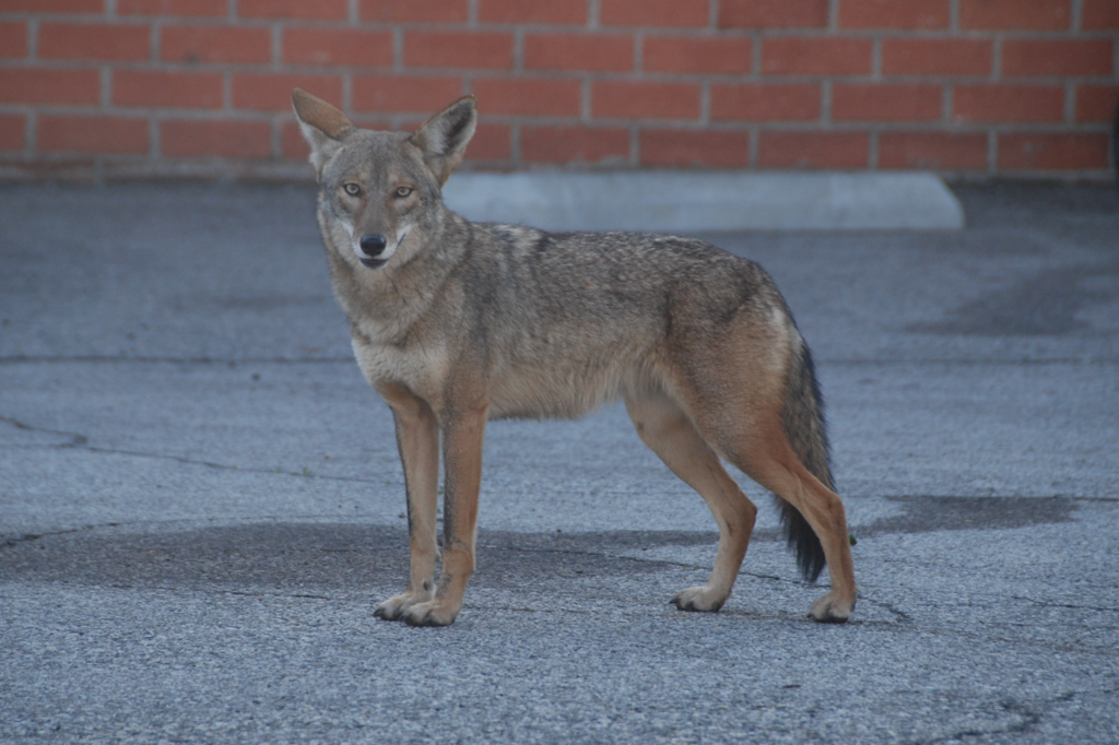 Coyote standing on tarmac before a brick wall, Glendale, California