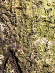 Diatrype disciformis