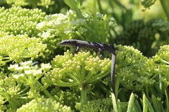 Podarcis carbonelli berlengensis