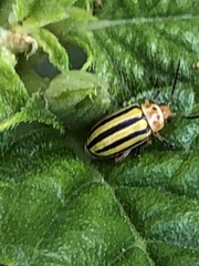 Disonycha spilotrachela