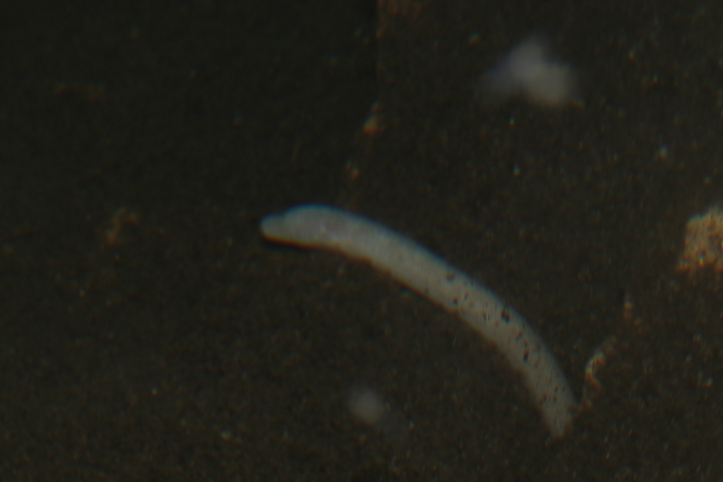 Blind Swamp Eel