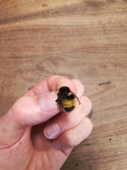 Bombus haematurus