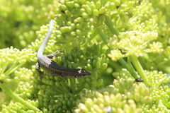 Podarcis carbonelli berlengensis