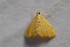 Xanthophysa psychicalis