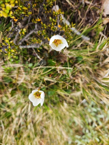 Image of Geum uniflorum by (c) Archie, some rights reserved (CC BY)