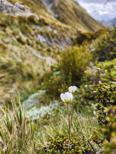 Image of Geum uniflorum by (c) Archie, some rights reserved (CC BY)