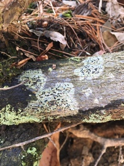 Bacidia schweinitzii