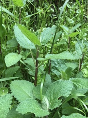 Mentha × rotundifolia