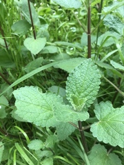 Mentha × rotundifolia