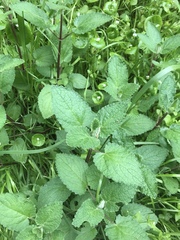 Mentha × rotundifolia
