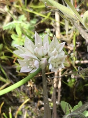 Allium hickmanii