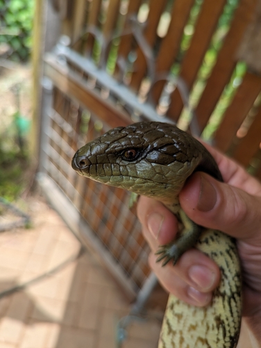 Common Bluetongue, Kensington Park SA 5068, Australia, photo 7 of 10