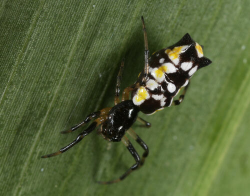 Micrathena funebris
