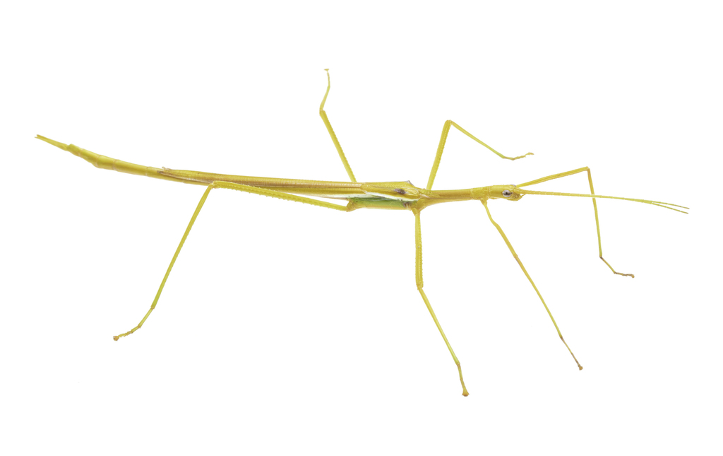 Graceful Insects Sjöstedt's Graceful Stick Insect from Charlotte NT 0822, Australia on ...