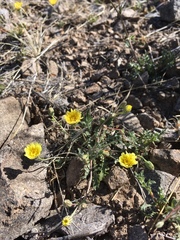 Malacothrix fendleri