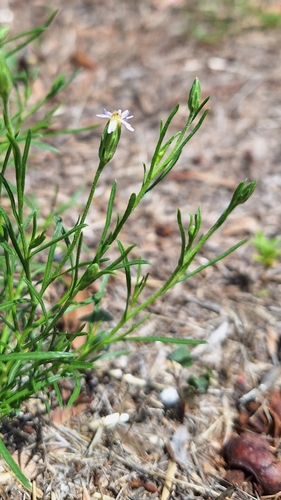 Image of Vittadinia blackii by no rights reserved