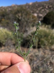 Lappula occidentalis occidentalis