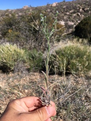 Lappula occidentalis occidentalis