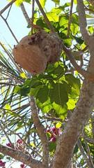 Polybia occidentalis bohemani